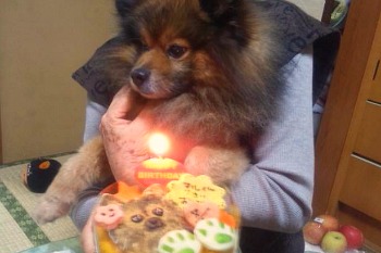 マル　ケーキ　バースデイ　誕生日　犬　ワンコ
