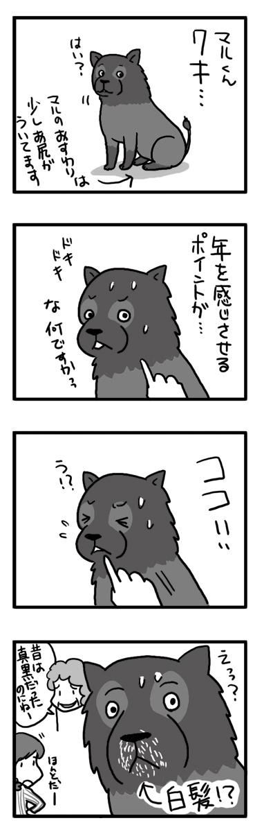 マル　白髪　犬　老化　マンガ　漫画