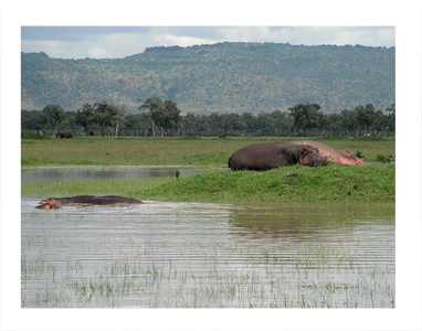 アフリカ　ツアー　カバ　hippopotamus