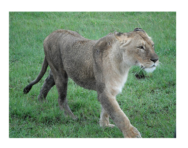アフリカ　サファリ　ライオン
