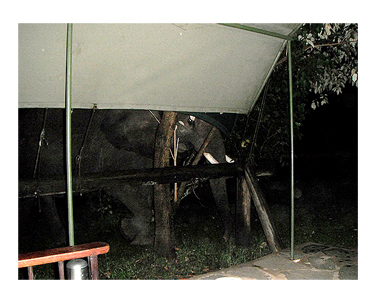 アフリカ　サファリ　象　近距離　キャンプ