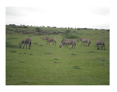 アフリカ　サファリ　ゼブラ　シマウマ　近距離　キャンプ
