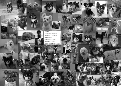ガウリン福　たくさん　ワンコ　犬　画像　感謝　ページ