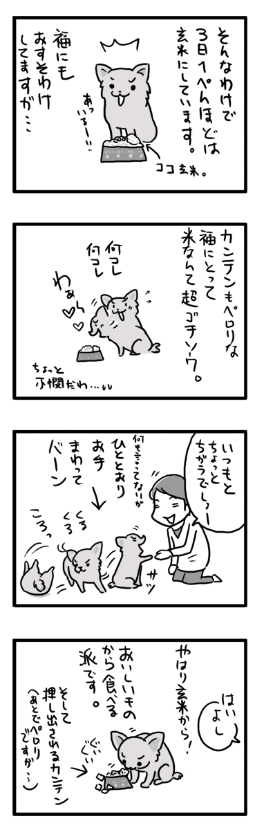 玄米　犬　チワワ　福　排毒　マンガ　漫画