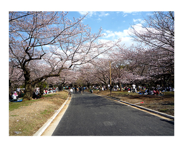 桜　代々木公園　2012　4月