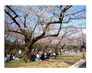 桜　代々木公園　2012　4月