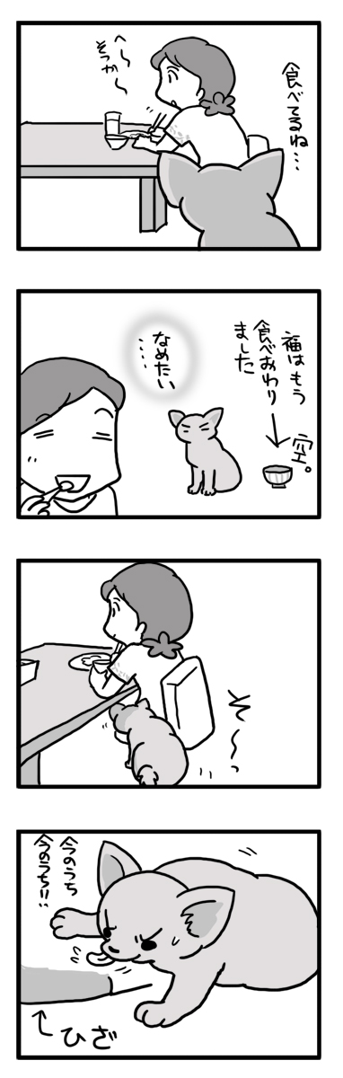 福　チワワ　犬　舐める　ご飯　ヒザ　催促　漫画　マンガ
