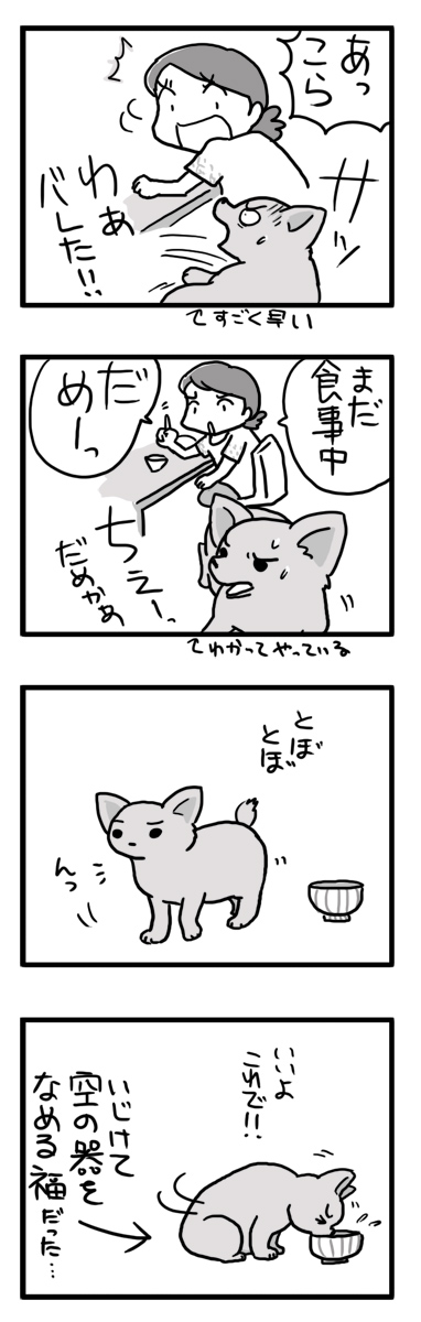 福　チワワ　犬　舐める　ご飯　ヒザ　催促　漫画　マンガ
