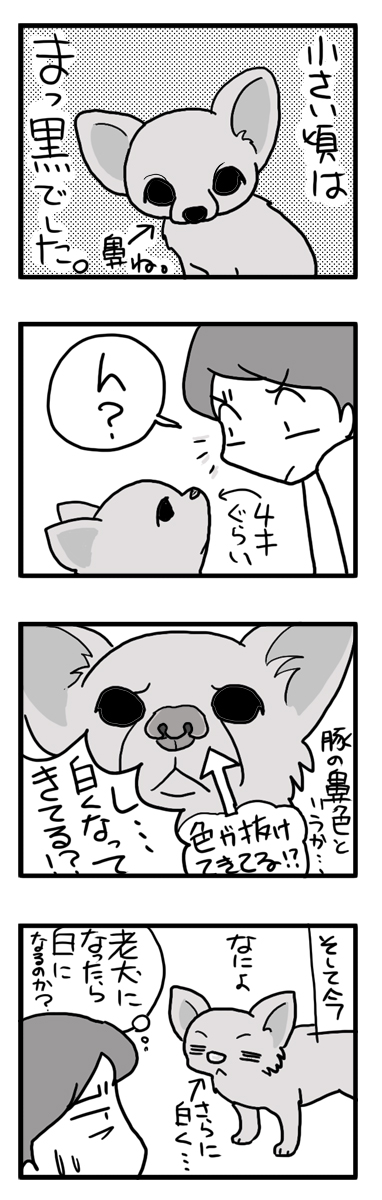 福　チワワ　鼻　色　抜ける　白く　豚鼻　まんが　マンガ　漫画