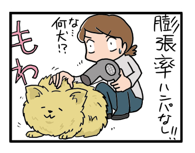 福　チワワ　クセ　くせ毛　シャンプー　犬　洗う　まんが　マンガ　漫画