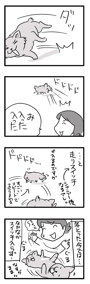 福　チワワ　遊び　走り　スイッチ　犬　マンガ　まんが　漫画　