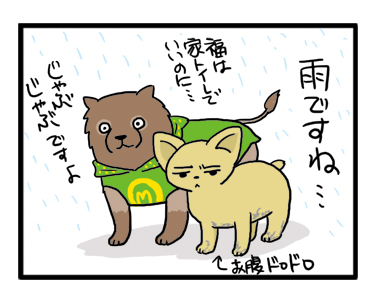 梅雨　雨　散歩　お腹　犬　マンガ　イラスト　絵