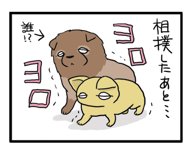 犬　相撲　フラフラ　遊　２匹　チワワ　ポメ　まんが　漫画
