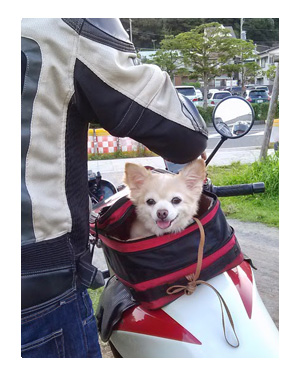 連休　バイク　犬　チワワ　乗る　オートバイ　1400　