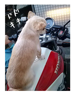 福　犬　チワワ　バイク　ツーリング　一緒　乗せる　乗る　オートバイ　まんが　イラスト　