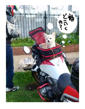 福　犬　チワワ　バイク　ツーリング　一緒　乗せる　乗る　オートバイ　まんが　イラスト　