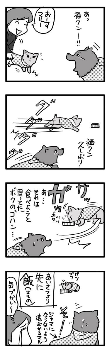 まず　食べる　実家　犬　ポメ　チワワ　福　吠え　食　まんが　マンガ　漫画