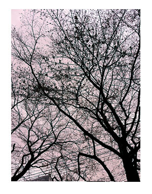 桜　サクラ　sakura　散歩　犬　チワワ