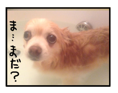 風呂　お風呂　湯船　家　シャンプー　犬　チワワ　洗う