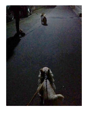 香港　旅行　犬　明け方　散歩　暗　田舎