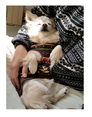 眠り　チワワ　福　老犬