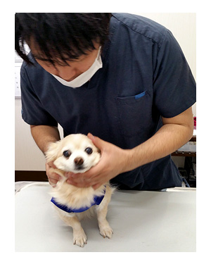 福　健康診断　老犬　目　白内障　星状硝子体　核硬化症