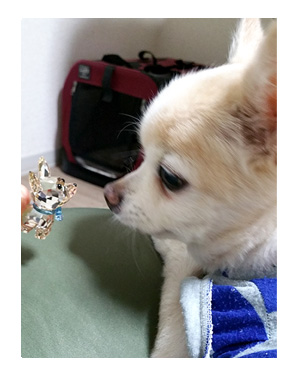 スワロ　チワワ　SWAROVSKI　クリスタル　犬　Chihuahua