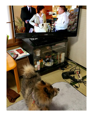 テレビ　TV てれび　40　老人　設置　実家　犬　ポメ