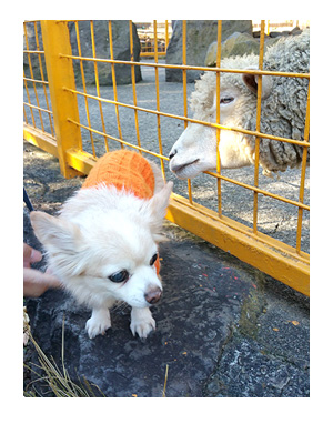 アニマル　キングダム　動物園　犬　ペット　一緒　伊豆