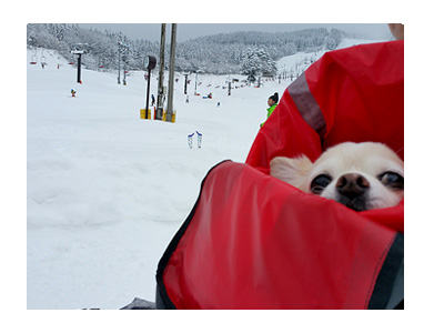 東北　旅行　犬　ペット　宿　雪　スキー　まんが　漫画