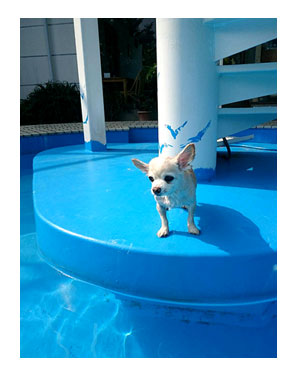 伊豆　いず　犬　専用　ホテル　サンロード　プール　水泳　一緒　泳　温泉　宿　旅行　漫画　まんが　イラスト