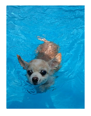 伊豆　いず　犬　専用　ホテル　サンロード　プール　水泳　一緒　泳　温泉　宿　旅行　漫画　まんが　イラスト