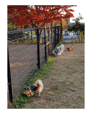 昭和　記念　公園　ドッグラン　犬　チワワ　ガウリン　吠え　漫画　犬