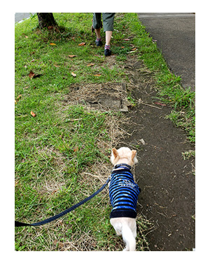 犬　選挙　一緒　学校　散歩　ついで　都知事　選挙に　チワワ　多頭　手術 元保護犬 イラスト　絵　まんが　漫画　マンガ