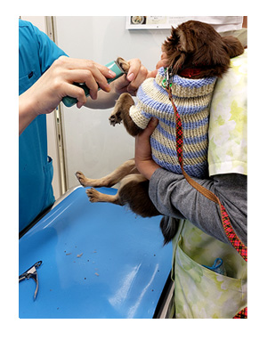 犬　ワクチン　狂犬病　初　10種　レプストスピラ　細菌　菌　元保護犬　保護　捨て　ワンコ　あるある　心臓病　里親　保護犬　チワワ　多頭　手術　イラスト　絵　まんが　漫画　マンガ