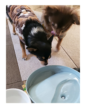 犬　水　飲　循環　電動　流水　怖　保護犬　チワワ　漫画　イラスト　まんが　絵　犬