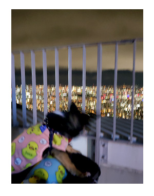 わんこ　犬連れ　旅　旅行　ワンコ　北海道　札幌　観光　食事　寿司　一緒　マンガ　漫画　イラスト　絵日記　ブログ　体験　日記